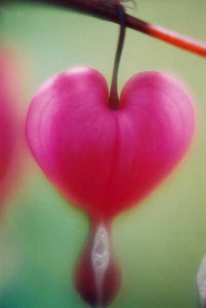 Bleeding Hearts 1526