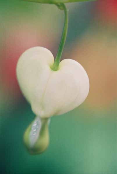 Bleeding Hearts 1527