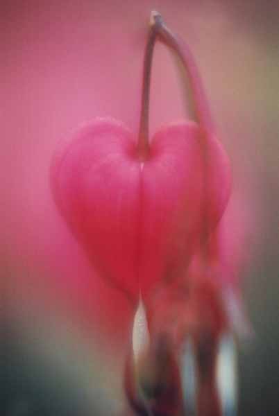 Bleeding Hearts 1528