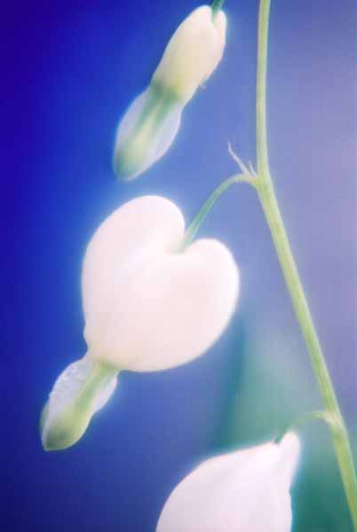 Bleeding Hearts 1529