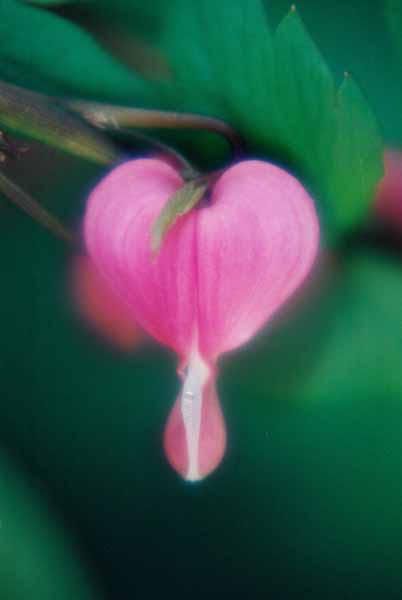 Bleeding Hearts 1530