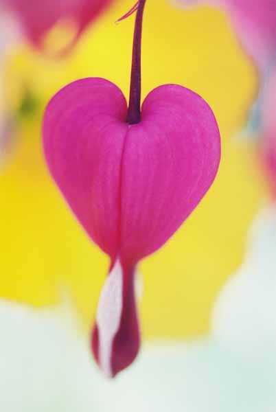 Bleeding Hearts 1531