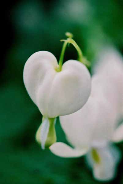 Bleeding Hearts 1532