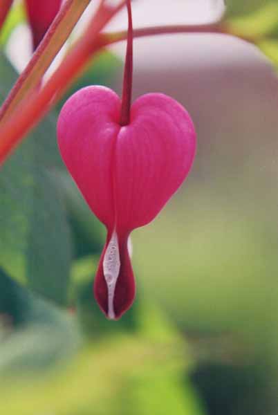 Bleeding Hearts 1533