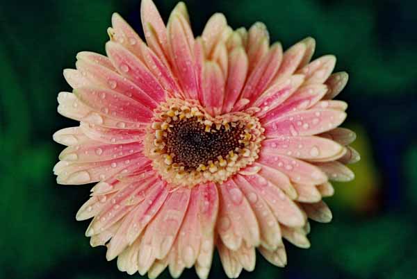 Gerbera 1535
